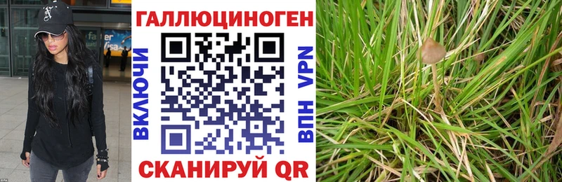 OMG ссылки  Новокузнецк  Галлюциногенные грибы Psilocybe 